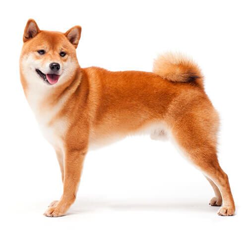 Shiba-inu