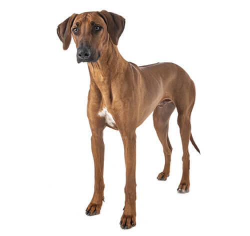 Rhodéský ridgeback