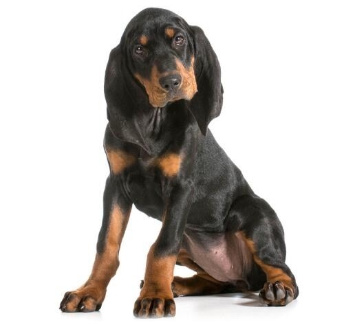 Black and Tan Coonhound