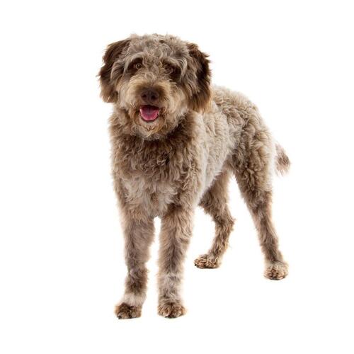 Lagotto romagnolo