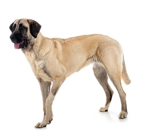 Turecký Kangal