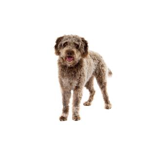 Lagotto romagnolo