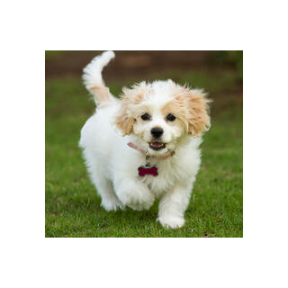 Cavachon