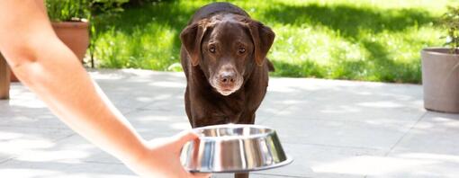 Starší labrador dostává misku