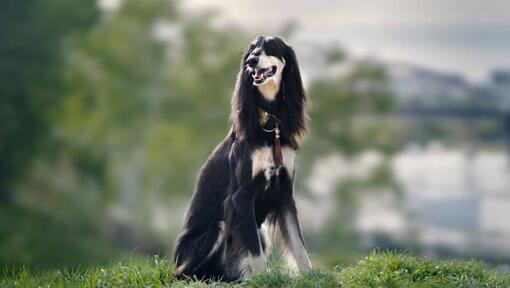 saluki pes sedí na kopci