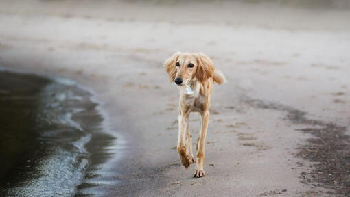 saluki pes běží na pláži