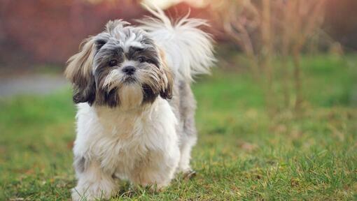 shih tzu dog walking on grass