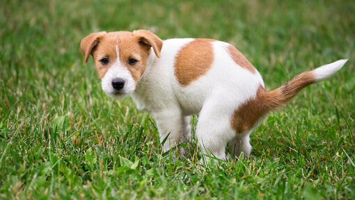 Jack Russell štěně kadí na trávě