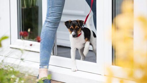 Štěně opouštějící veterináře na stopě