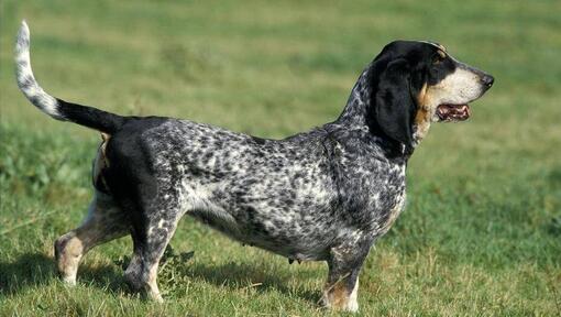 Basset Bleu De Gascogne v poli