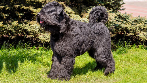 Bouvier Des Flandres stojí na trávě