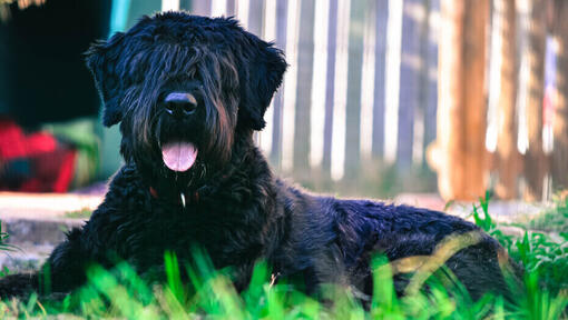 Bouvier Des Flandres ležící na zemi