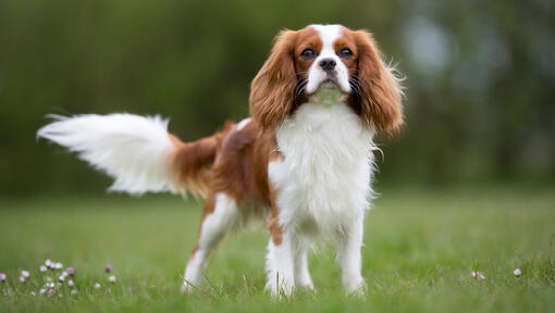 Kavalír král Charles Spaniel v terénu