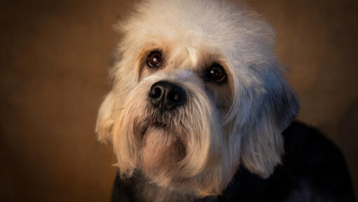 Dandie Dinmont teriér