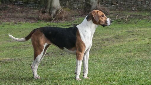 Foxhound