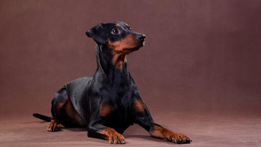 German Pinscher lying in the room