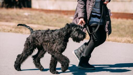 Obří Schnauzer kráčející po vodítku