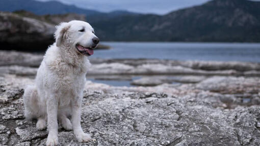 Maďarský Kuvasz stojí na pláži u jezera a lesa