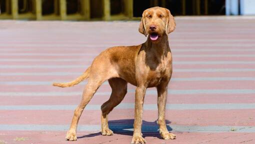 Maďarské Wire Haired Vizsla je chůze ve městě