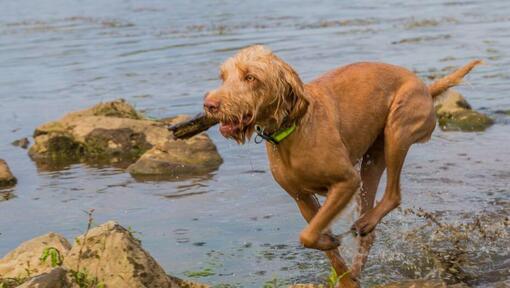 Maďarská Wire Haired Vizsla hraje a skáče v řece