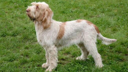 Italský spinone