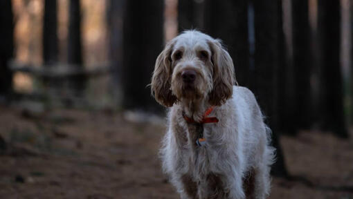 Italský spinone