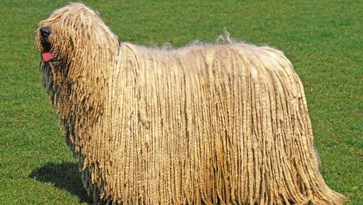 Komondor 