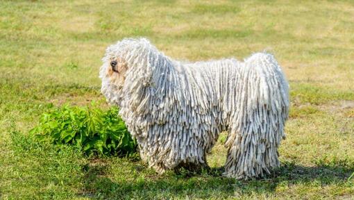 Komondor