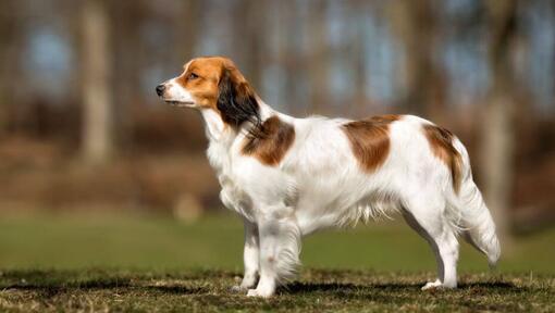 Kooikerhondje