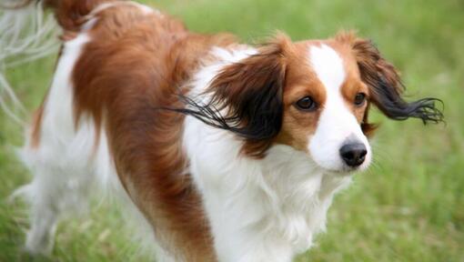 Kooikerhondje