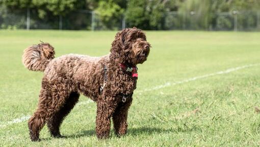 Labradoodle