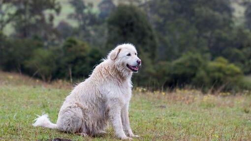 Ovčák maremma