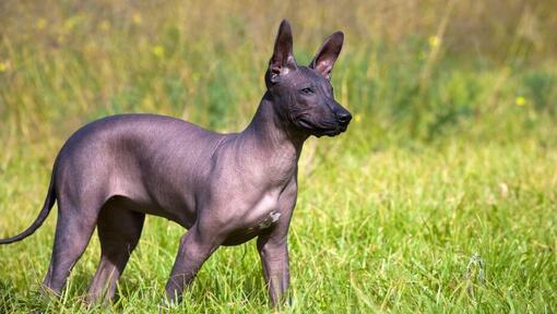 Mexický naháč (xoloitzcuintle)