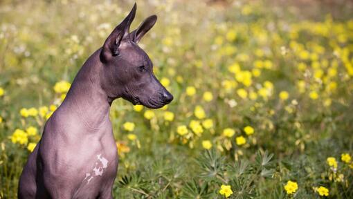 Mexický naháč (xoloitzcuintle)