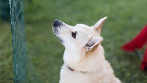 Norský Buhund stojí na dvoře a dívá se dopředu