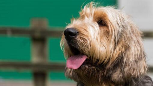 Otterhound při pohledu do dálky