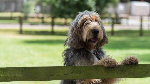 Otterhound opírající se o plot