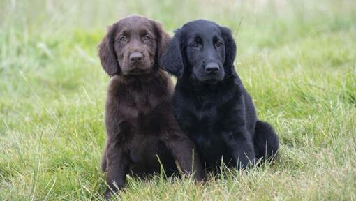 Černohnědá štěňata Flat Coated Retrievera