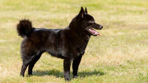 Schipperke stojí na trávě