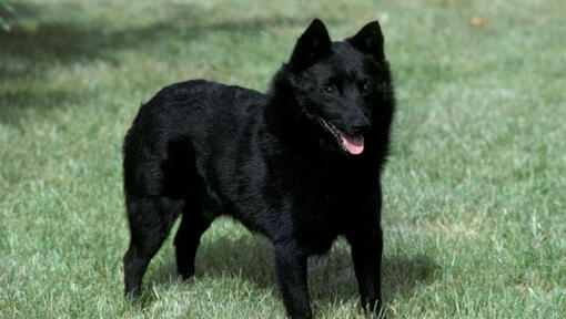 Schipperke stojí na trávě a těší se