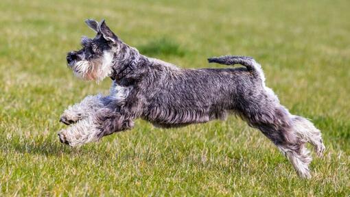 Schnauzer Standard hraje a skáče na trávě