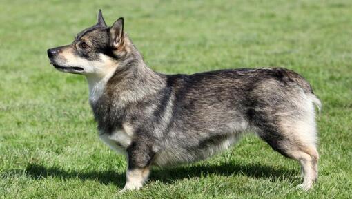 Švédský vallhund