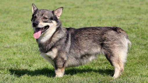 Švédský vallhund