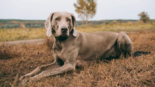 Weimaraner lying on the field