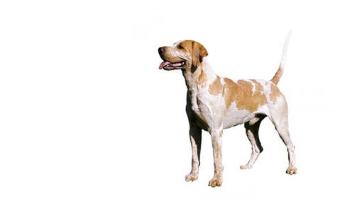 Foxhound