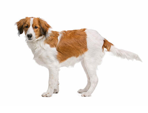 Kooikerhondje