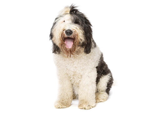 Sheepadoodle