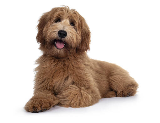 Labradoodle