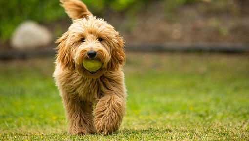 Goldendoodle