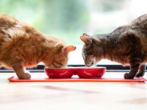 Dvě kočky se krmí z misky